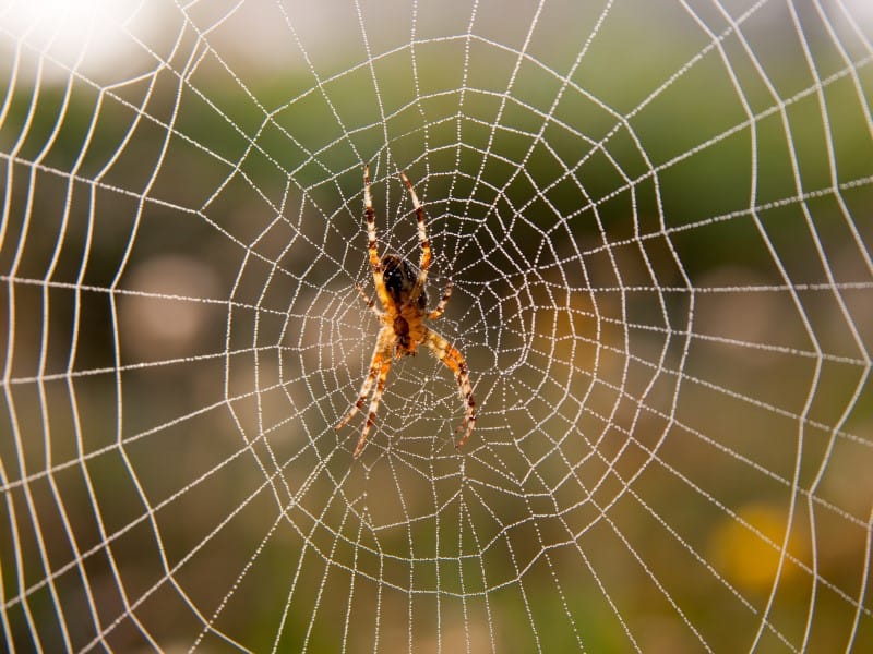Exterminateur araignée Joliette Lanaudière
