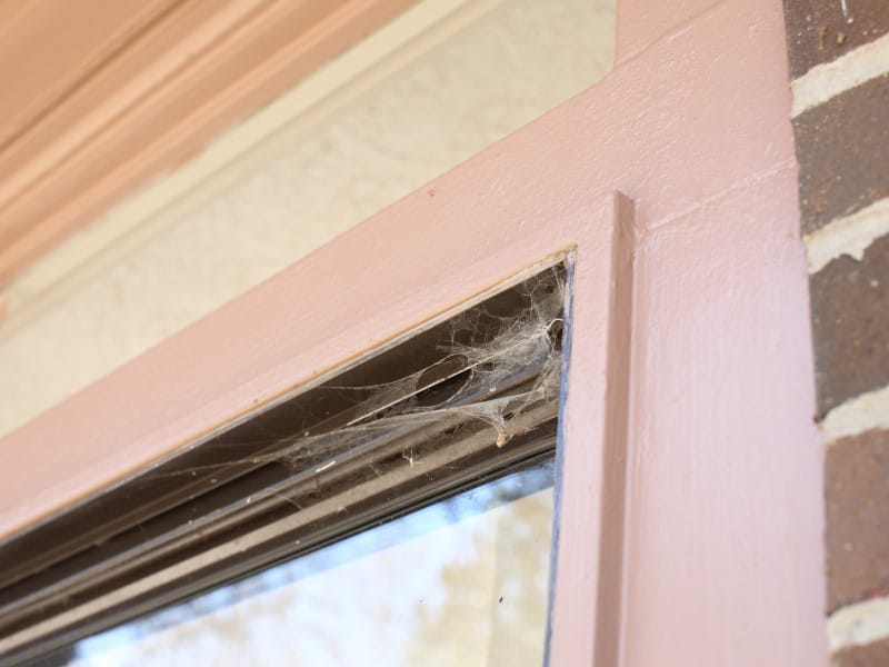 Exterminateur araignée Joliette Lanaudière