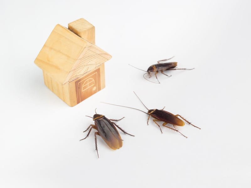 Extermination coquerelle Joliette Lanaudière