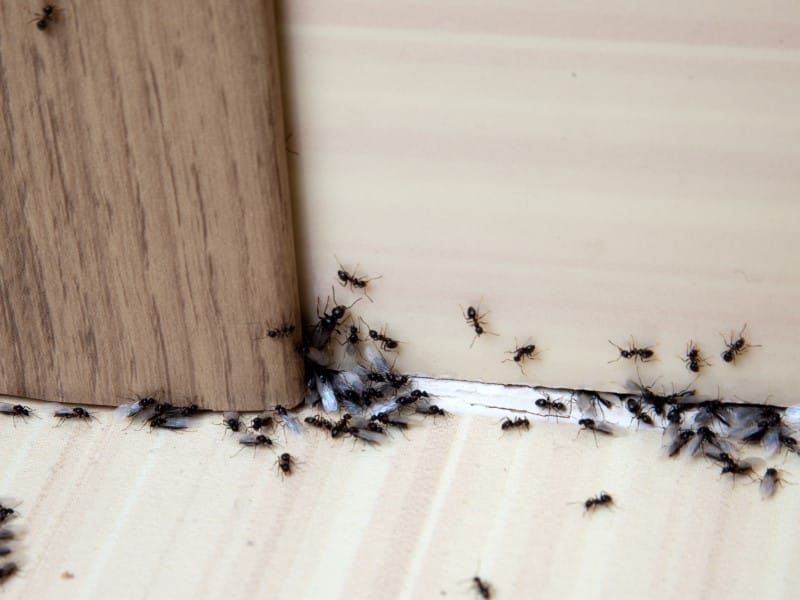 Exterminateur fourmis Joliette Lanaudière