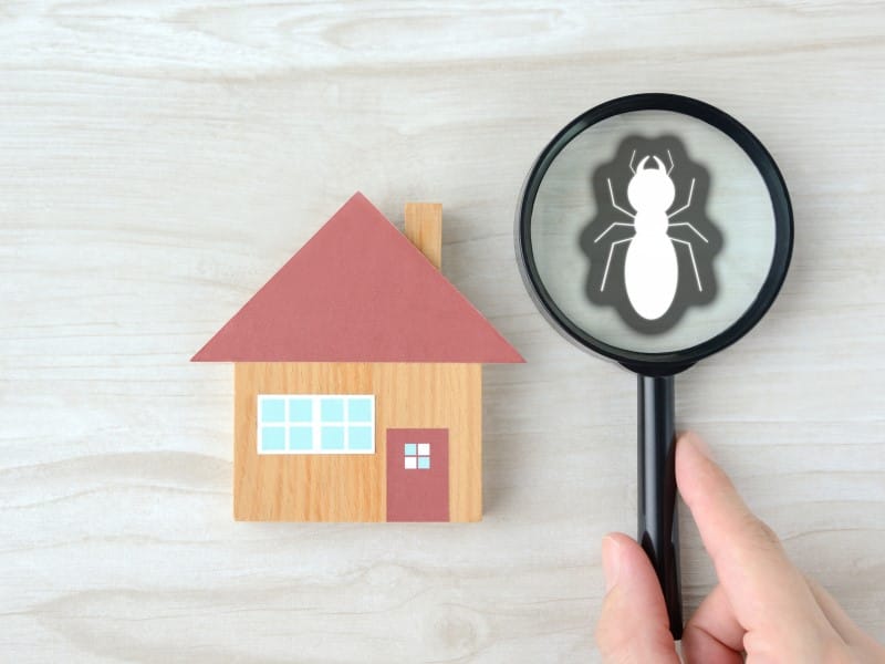 Exterminateur fourmis Joliette Lanaudière