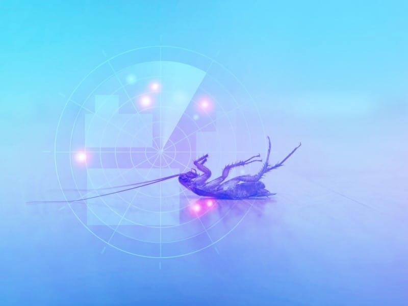 Gestion parasitaire Joliette Lanaudière