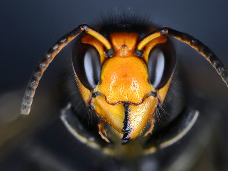Exterminateur guepe Joliette Lanaudière