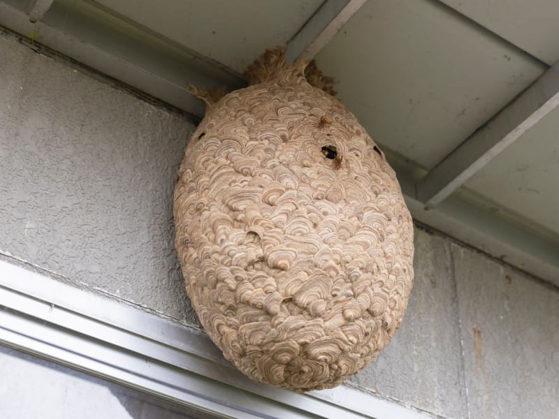 Exterminateur guepe Joliette Lanaudière