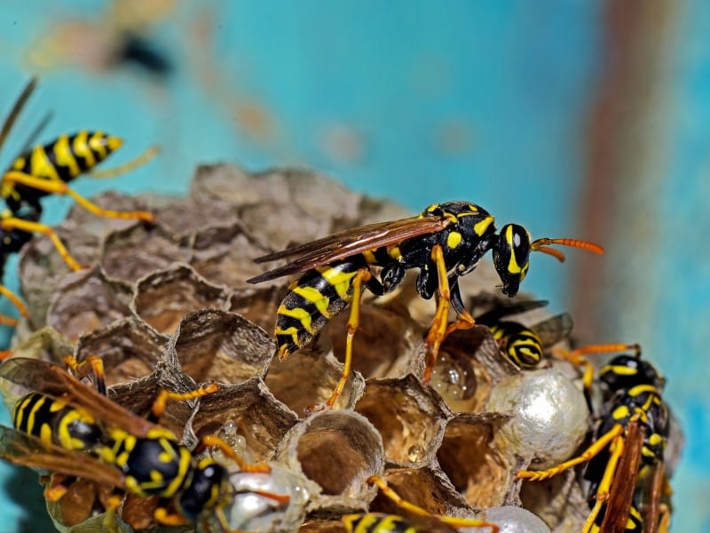 Exterminateur guepe Joliette Lanaudière