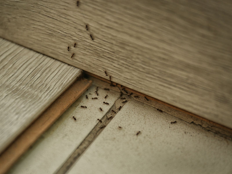 Exterminateur Mascouche