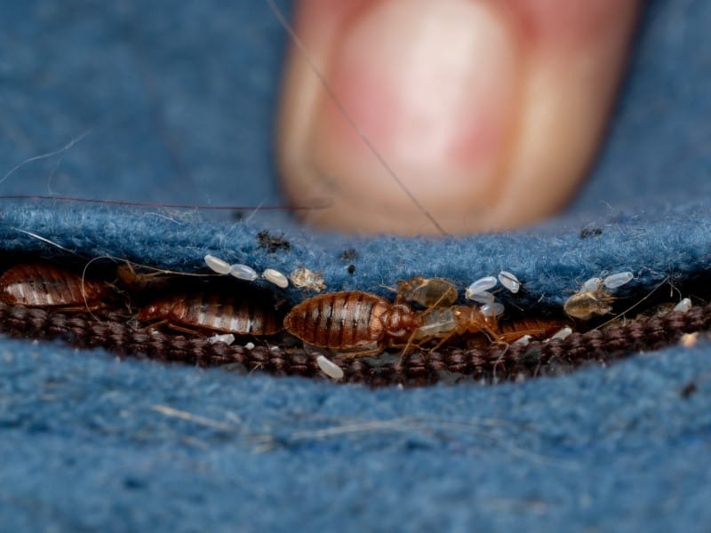 Exterminateur punaise de lit Joliette Lanaudière
