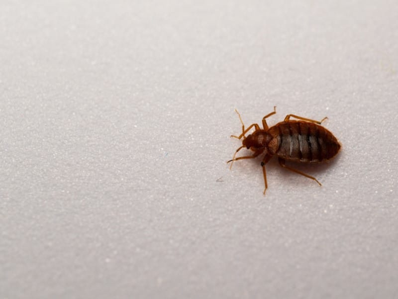 Exterminateur punaise de lit Joliette Lanaudière