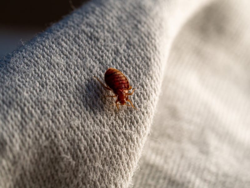 Exterminateur punaise de lit Joliette Lanaudière