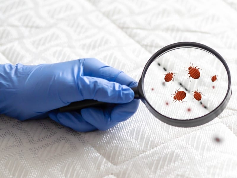 Exterminateur punaise de lit Joliette Lanaudière