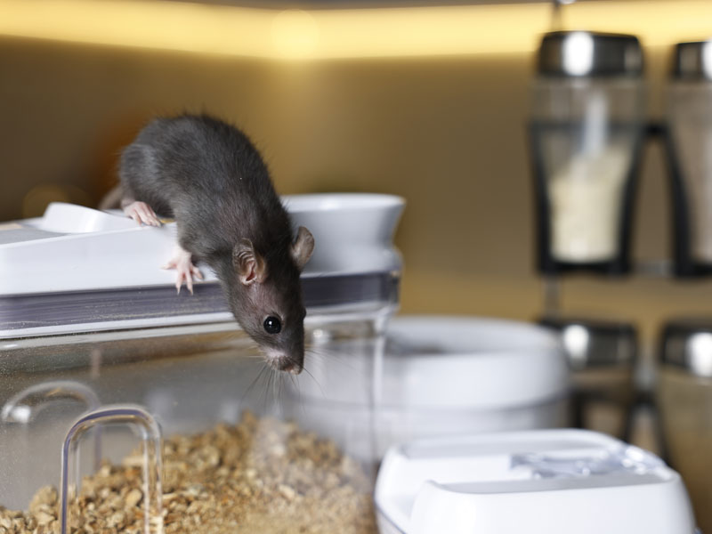 Exterminateur Repentigny