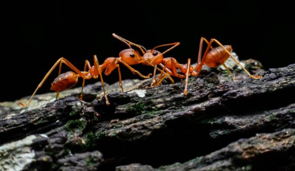 Extermination de fourmis