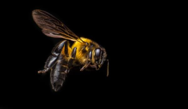 Extermination de Guêpes