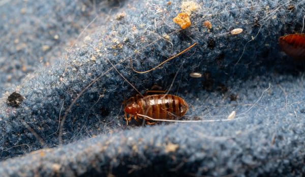 Extermination de punaise de lit