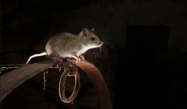 Extermination de souris et de rats
