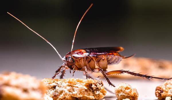 Extermination de coquerelles