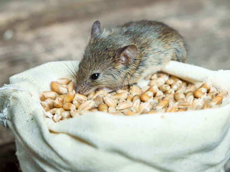 Exterminateur souris Joliette Lanaudière