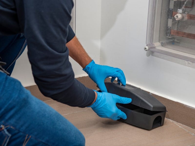 Exterminateur souris Joliette Lanaudière