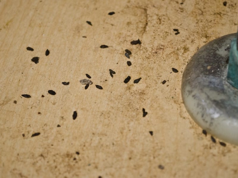 Exterminateur souris Joliette Lanaudière