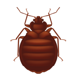 Exterminateur punaise de lit Joliette Lanaudière