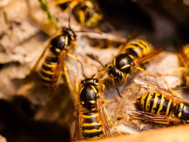 Exterminateur Terrebonne