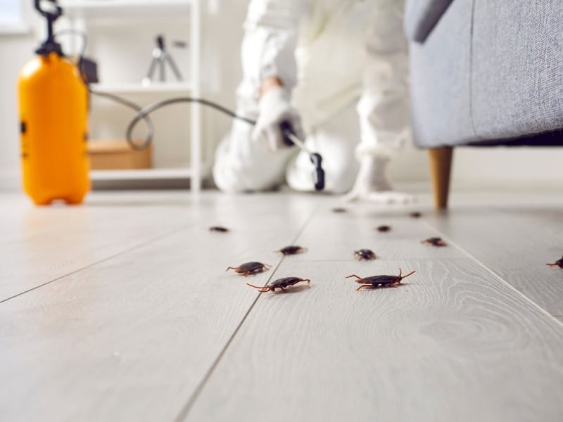 Exterminateur Terrebonne