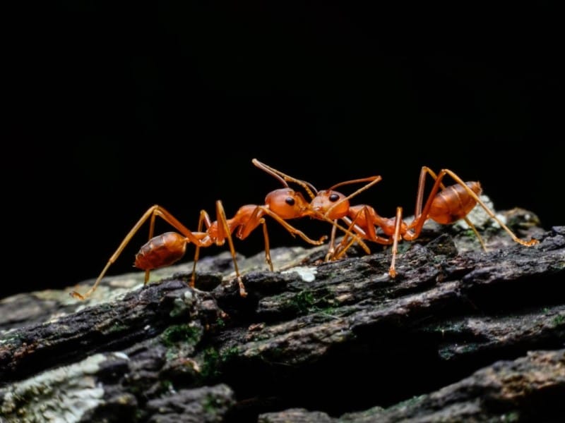 Exterminateur Terrebonne