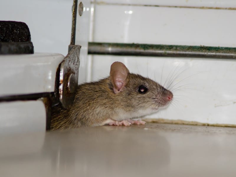 Exterminateur Terrebonne